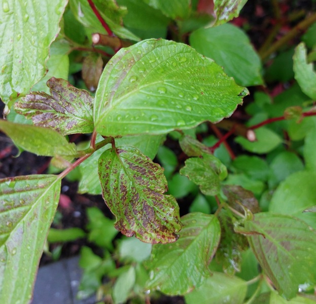 Help save my border!