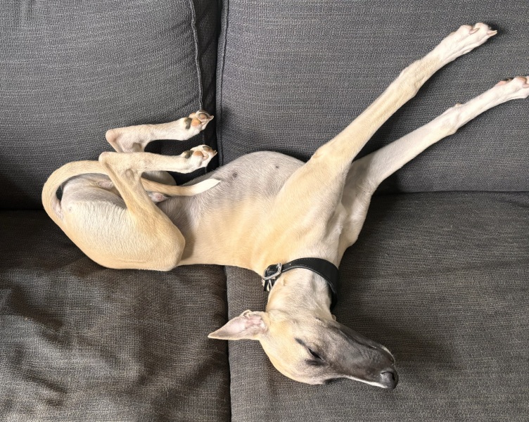 Puppy Survival Thread for New and Old Pups - Spring is around the corner!