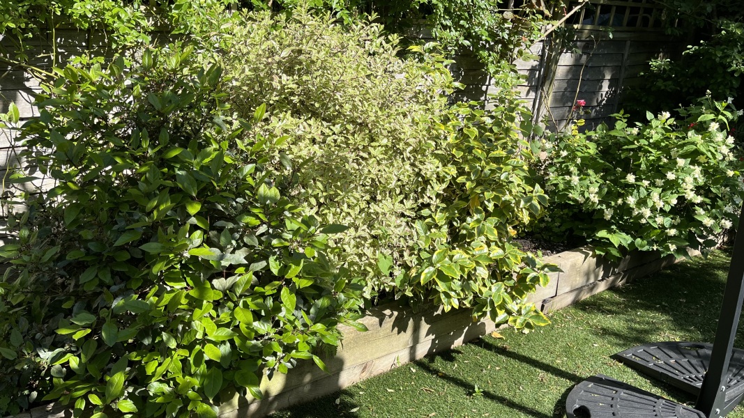 How to tame my border? (Pics)