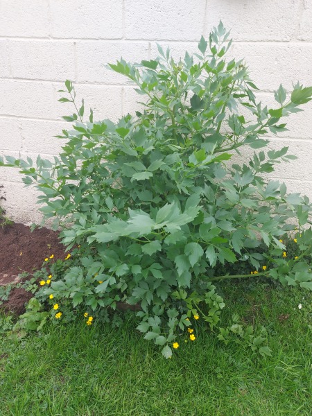 Plant Identification