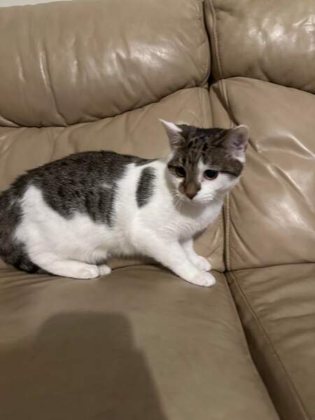 Name our new Kitten