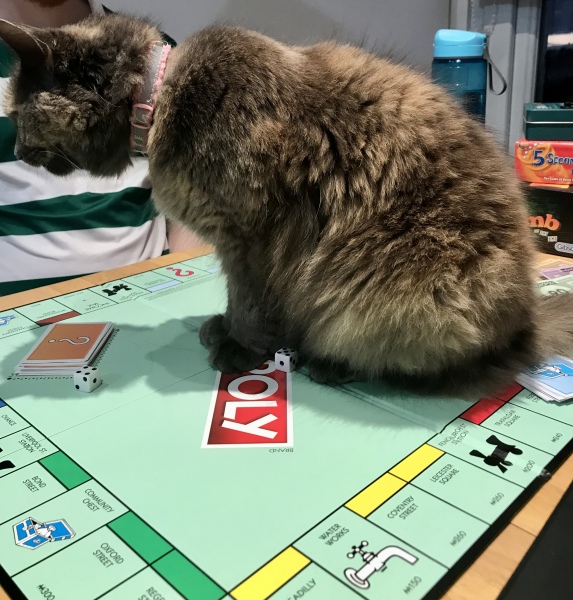 Cat with soft, thick undercoat