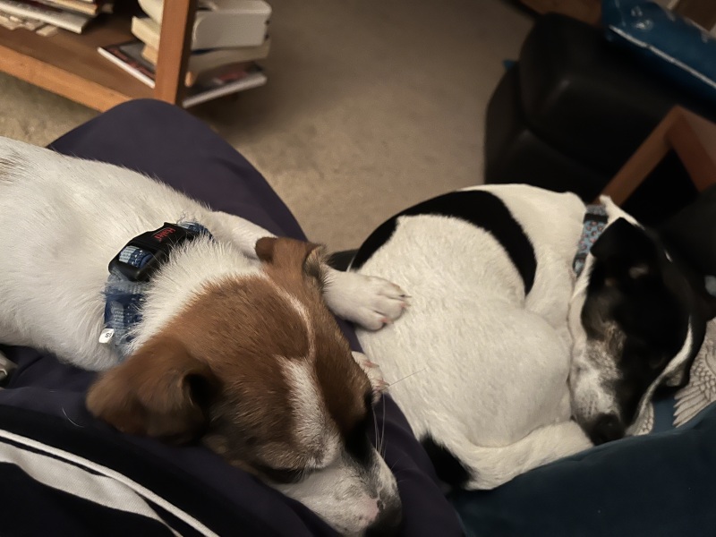 Thread 47 Sunak : The Ship of Fools sails on