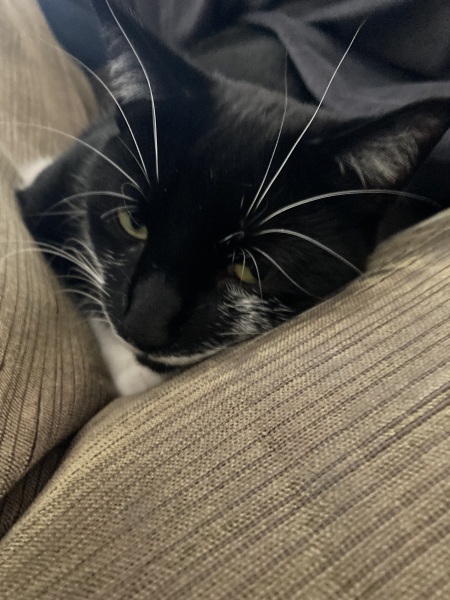 Thread 47 Sunak : The Ship of Fools sails on