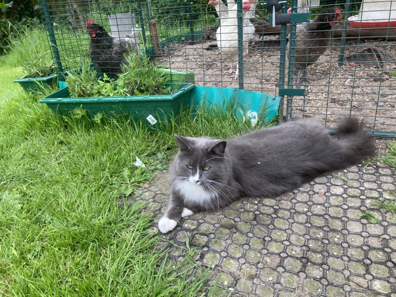 Thread 45 Sunak; Remove one letter and tell his future"