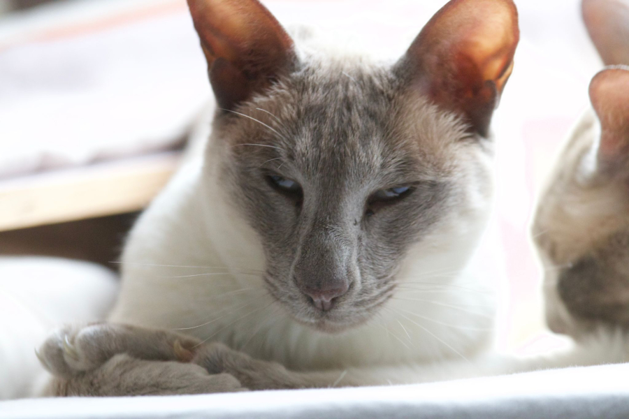 Thread 47 Sunak : The Ship of Fools sails on