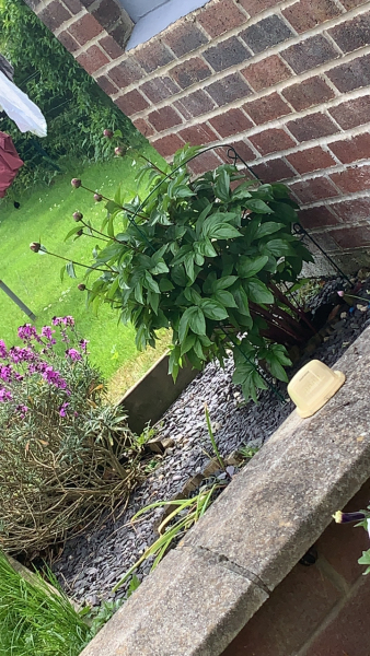 Peony Advice