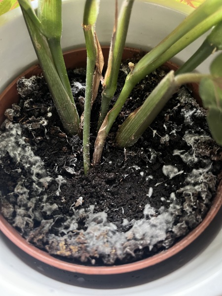 What is the white mould stuff in my houseplants?