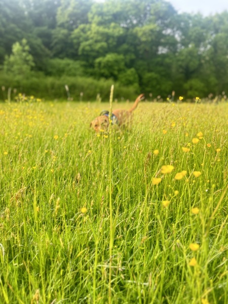 Puppy Survival Thread for New and Old Pups - Spring is around the corner!