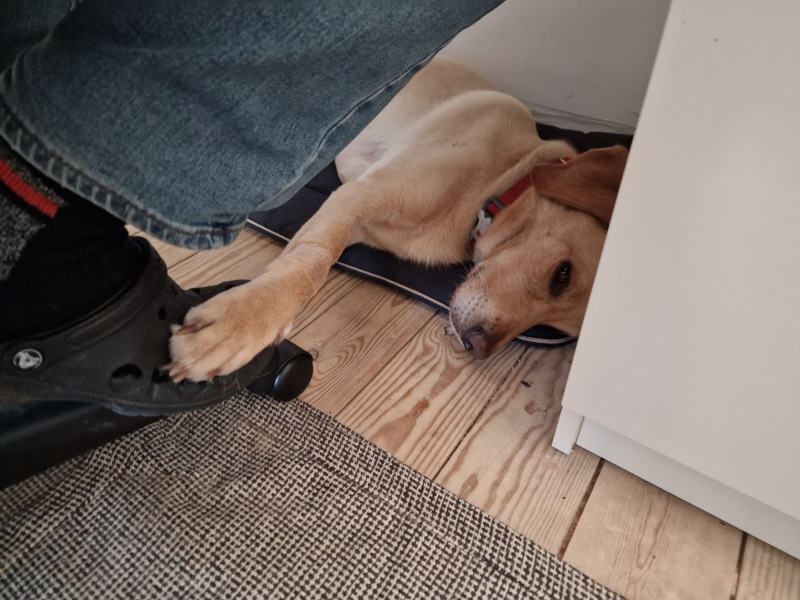 Dog training methods - I've seen it all - how do we know what's right?