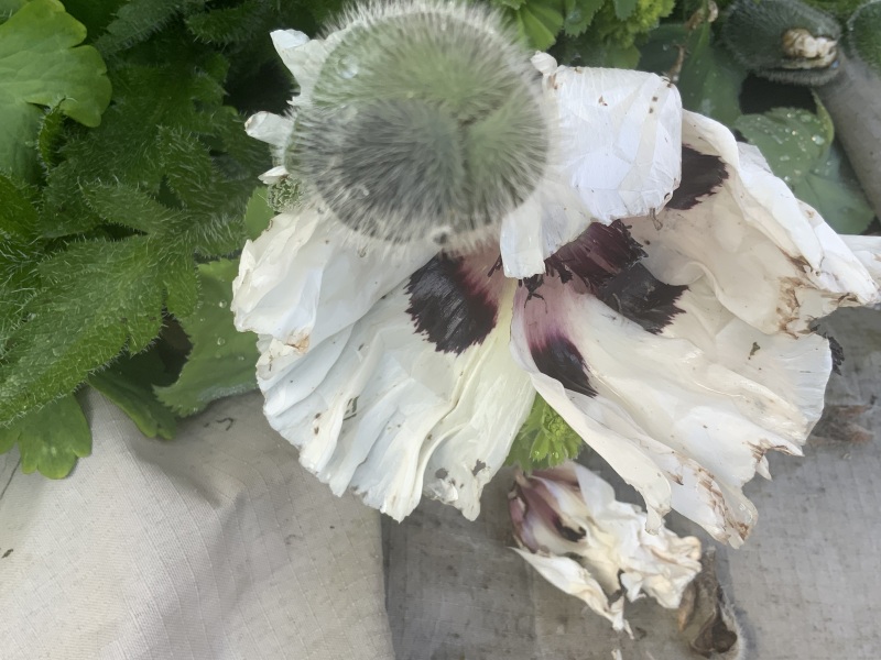 What's in flower in your garden right now?