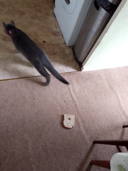 What 'present' has your cat brought you? (light hearted)