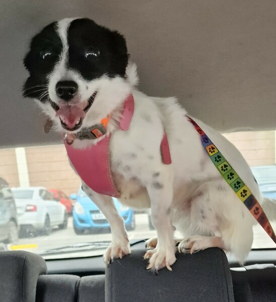 To report my neighbour's dog without speaking to them first?