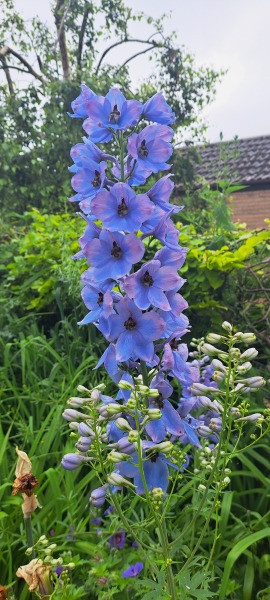 What's in flower in your garden right now?