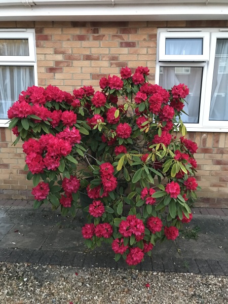 my poor Rhododendron