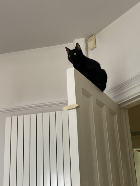 Machiavellian Misbehaviour- the Excellent Cats Deny Everything
