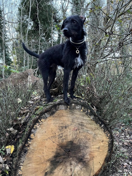 Why does my dog want to kill foxes? –– and other prey drive questions