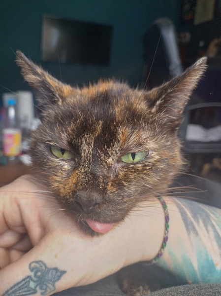 Machiavellian Misbehaviour- the Excellent Cats Deny Everything
