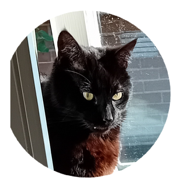 Machiavellian Misbehaviour- the Excellent Cats Deny Everything