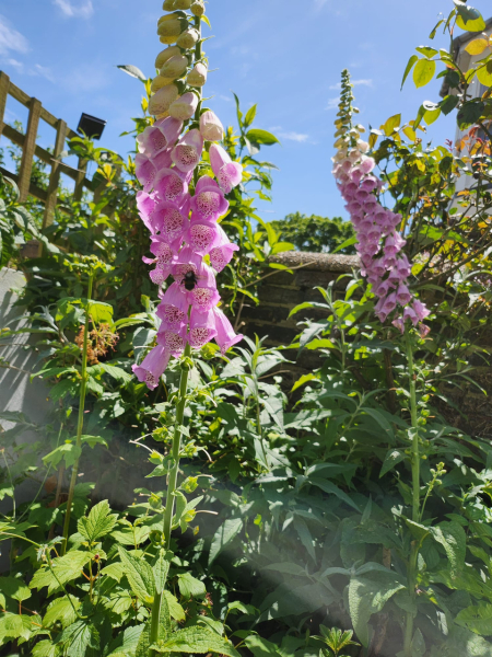 What's in flower in your garden right now?