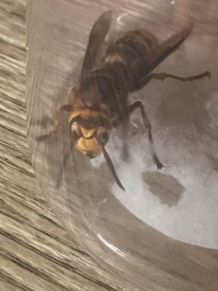 I’ve been stung by a hornet and it is sheer agony