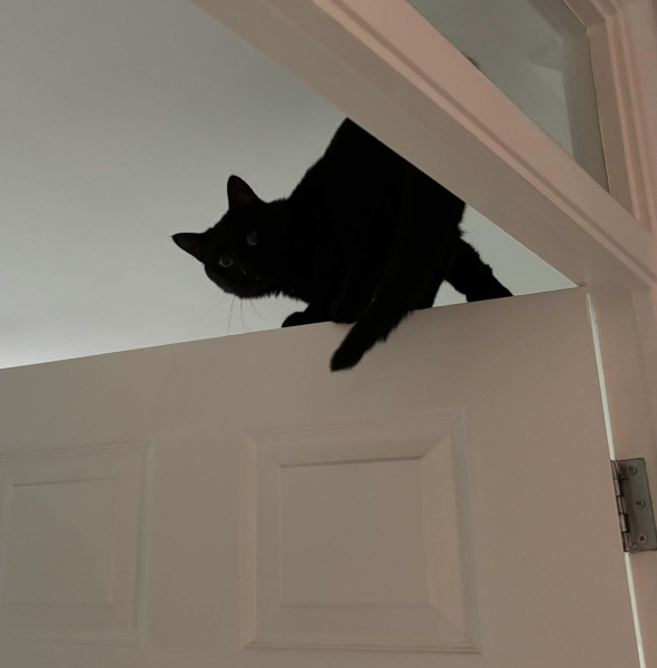 Machiavellian Misbehaviour- the Excellent Cats Deny Everything