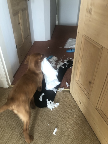 Puppy Survival Thread for New and Old Pups - Spring is around the corner!