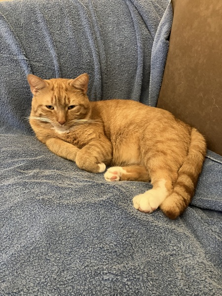 Persuading cat to sleep elsewhere