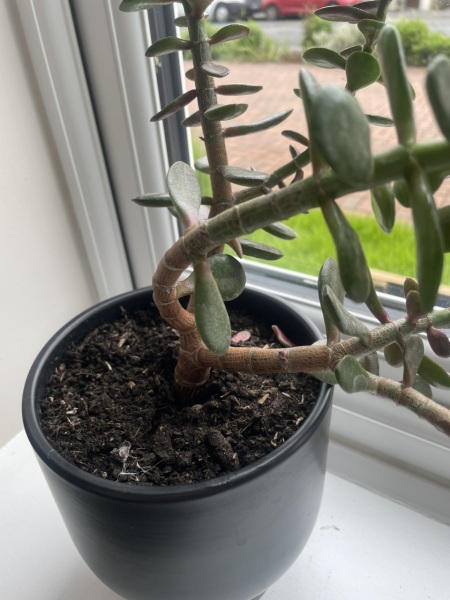 Help me with this plant, please!