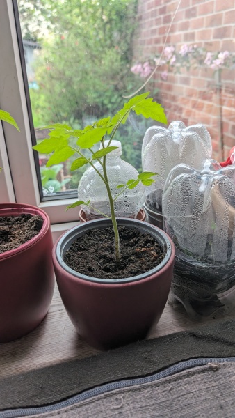 The Vegetable Patch 2024/2025