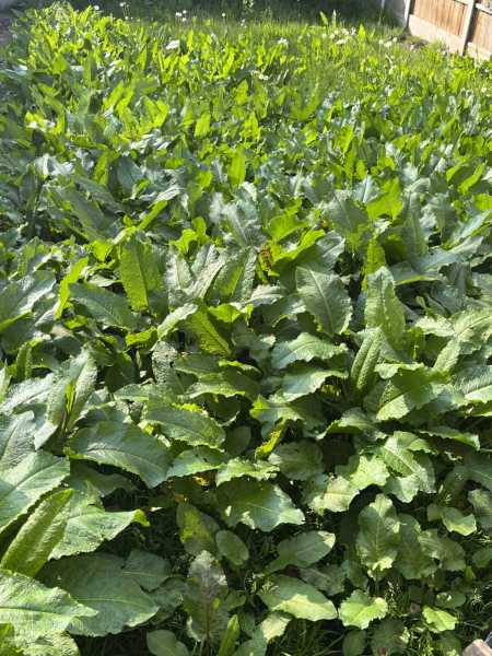 Garden covered in weeds