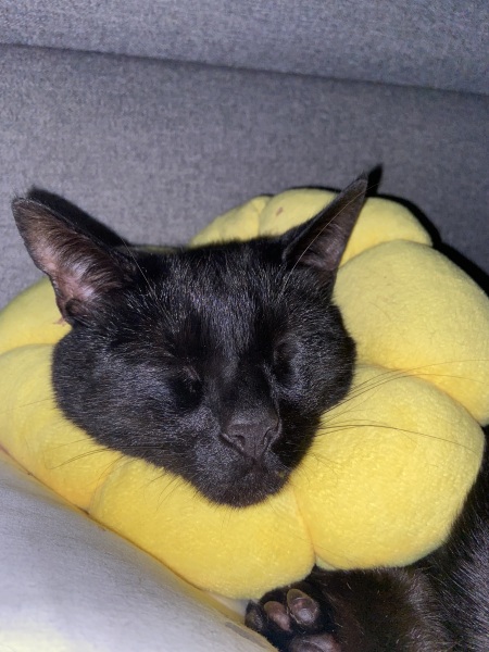 Machiavellian Misbehaviour- the Excellent Cats Deny Everything