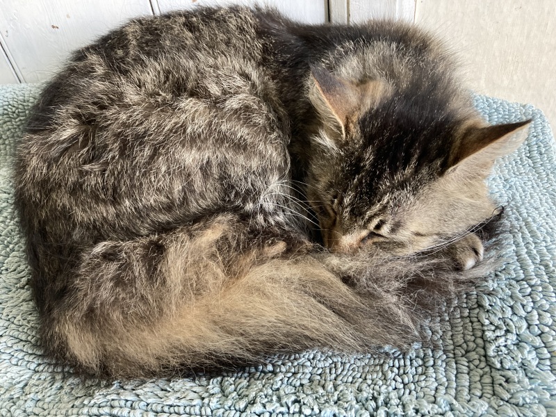 Thread 47 Sunak : The Ship of Fools sails on