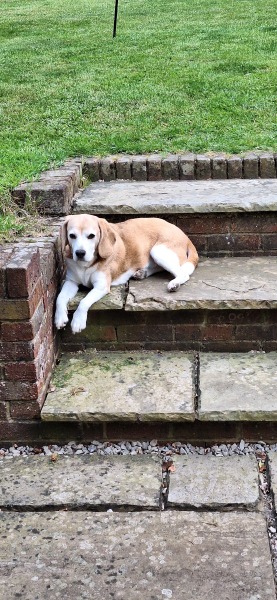 Thread 45 Sunak; Remove one letter and tell his future"