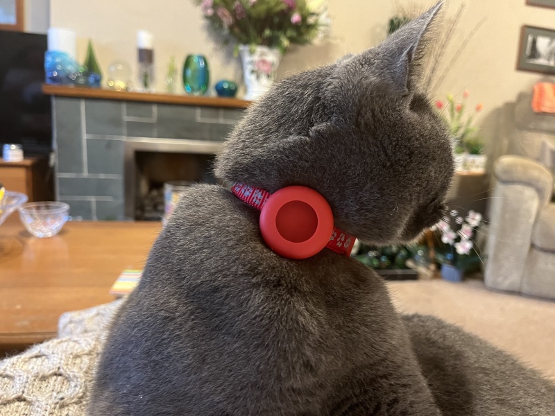 Machiavellian Misbehaviour- the Excellent Cats Deny Everything