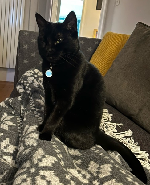 Machiavellian Misbehaviour- the Excellent Cats Deny Everything