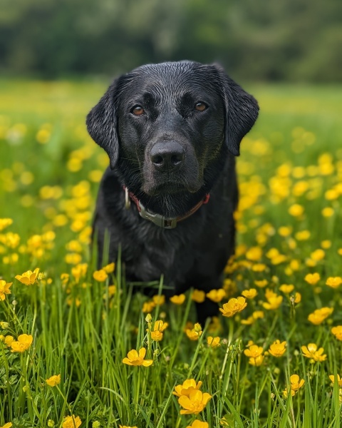 Puppy thread 2021 alumni, where are you now?