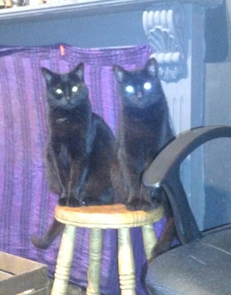 Machiavellian Misbehaviour- the Excellent Cats Deny Everything