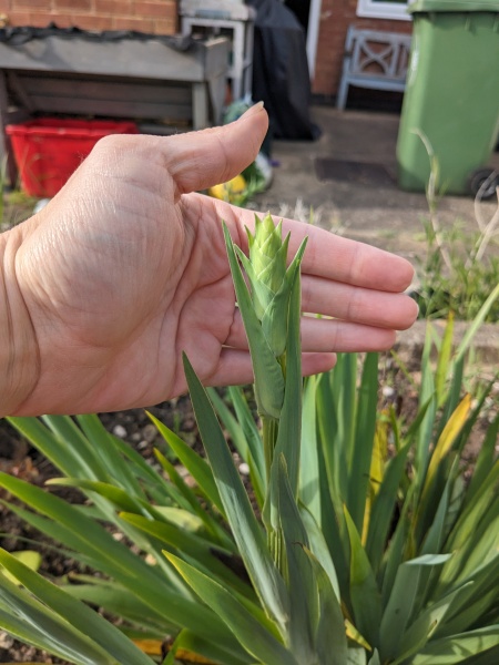 Plant ID