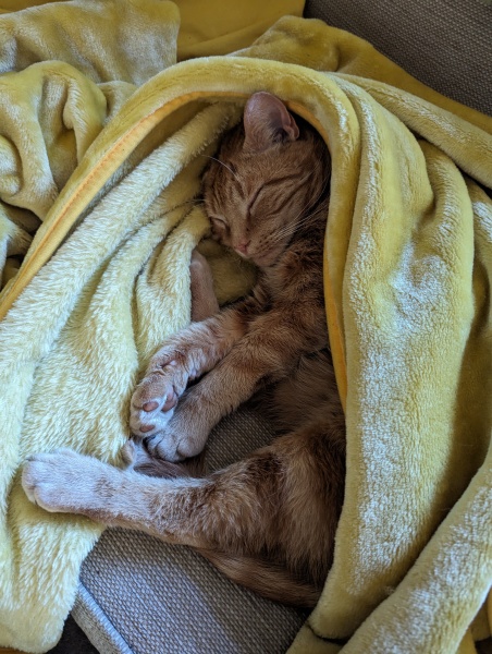 What words does your cat know?