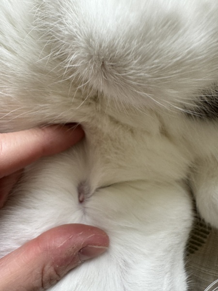 Weird lump on skin