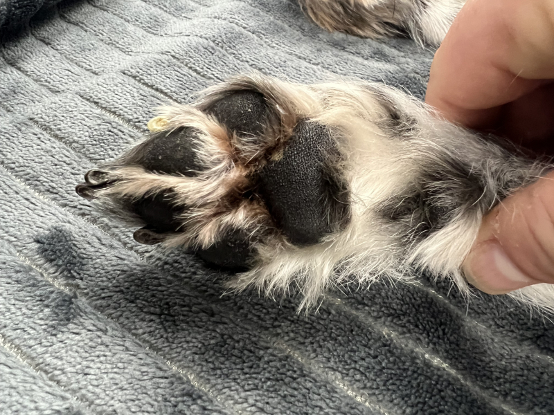 URGENT - DOG ATTACKED PARTNER **Please read OP's latest updates**  [edited by MNHQ]