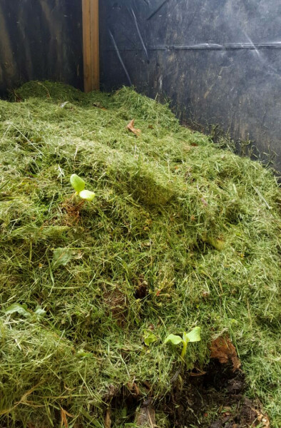 The Vegetable Patch 2024/2025