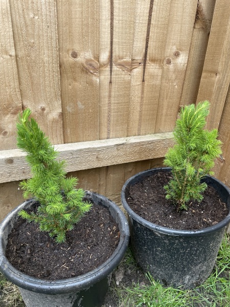 Spring has sprung...let's Countdown to Christmas 2024 (Thread 2)