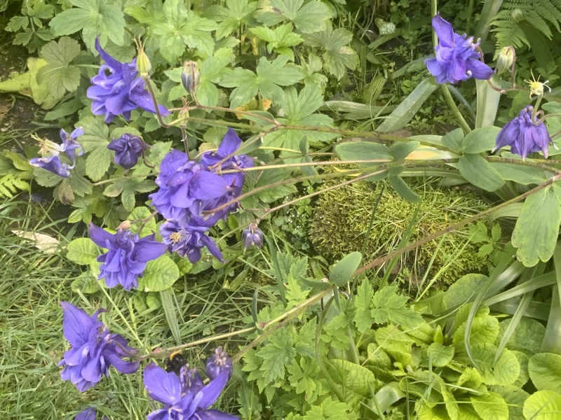 What's in flower in your garden right now?