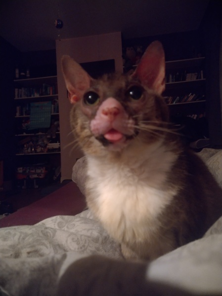 Machiavellian Misbehaviour- the Excellent Cats Deny Everything