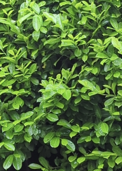 Which one is cherry laurel?