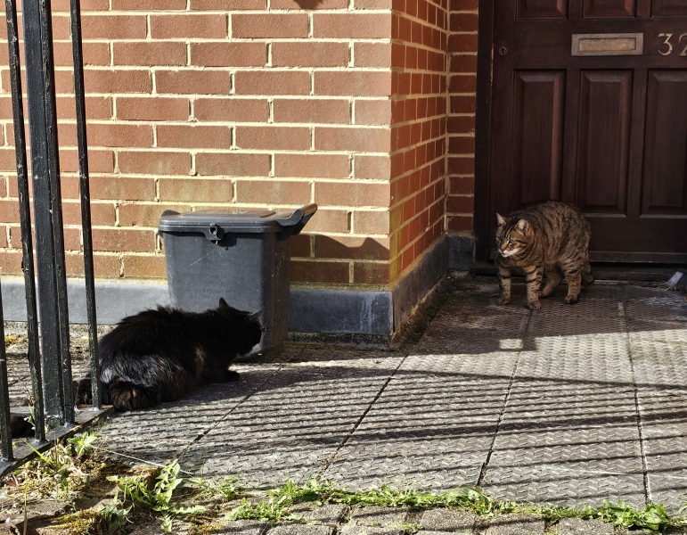 TC part 6.  The Furry Menace.