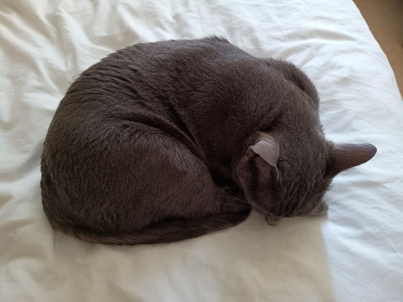 Thread 45 Sunak; Remove one letter and tell his future"