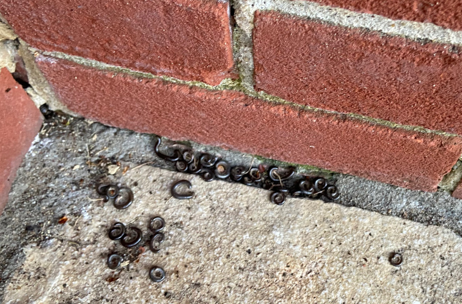 My house is being invaded - what are these???